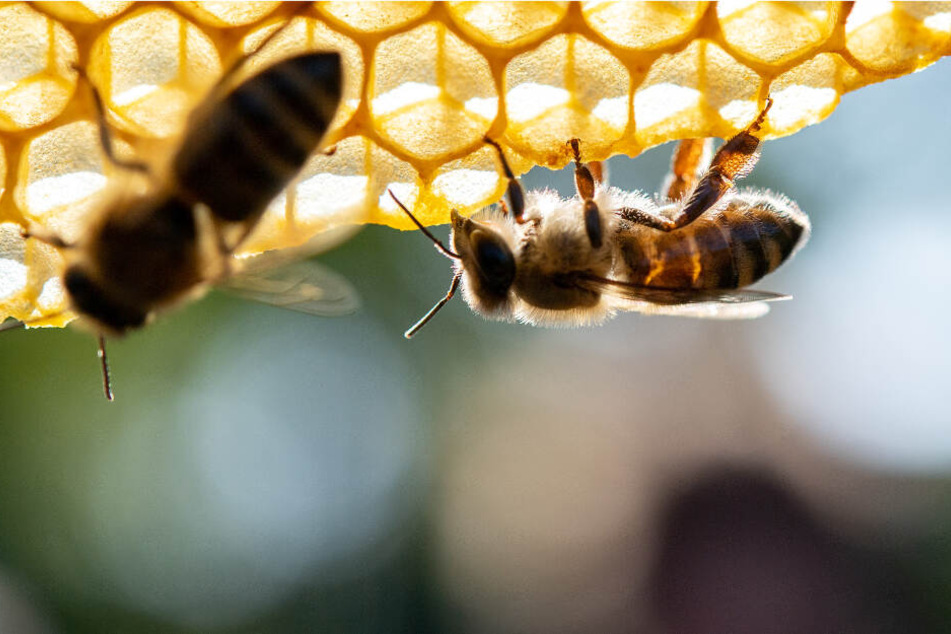 Zwei Bienen an einer Wabe.