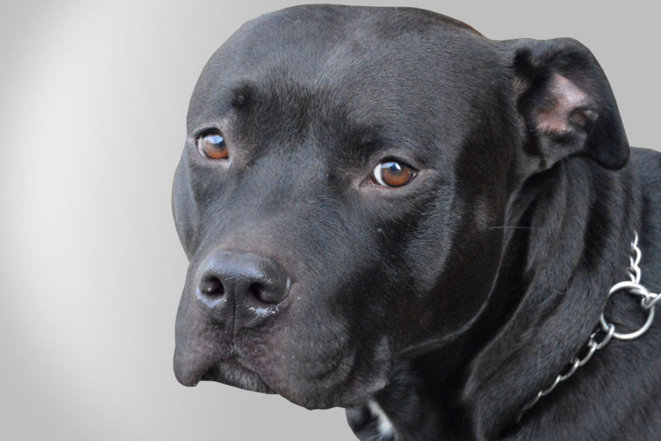 Bei "Kowu" soll es sich um einen Staffordshire-Mix handeln (Symbolbild).