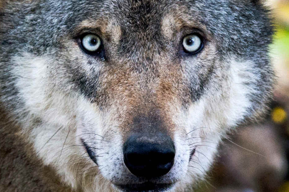 Ein Wolf soll sich dauerhaft am Niederrhein in NRW niedergelassen haben. (Symbolbild)
