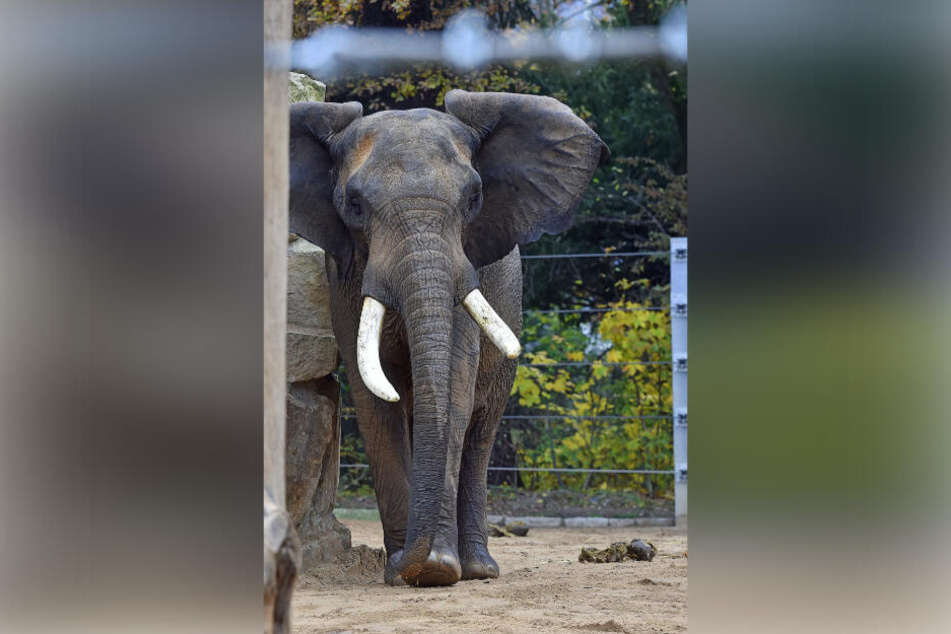 Tembo ist seit einem Jahr im Dresdner Liebesnest.