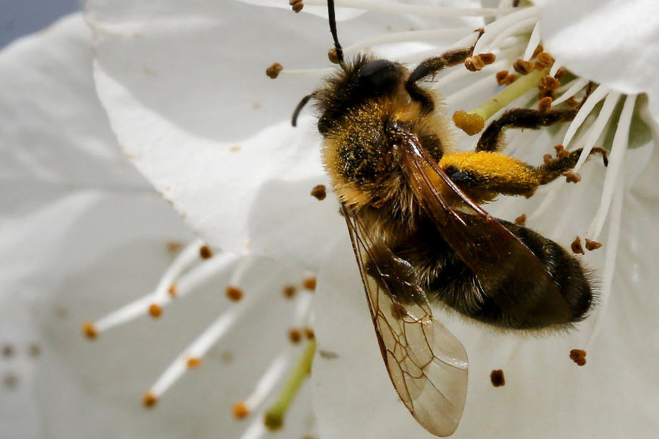 Weil nach der zu kurzen Wärmeperiode der Frost kam, haben Bienen zu wenige Nährstoffe.