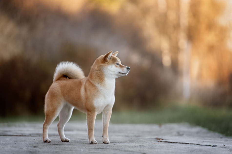 Das Kind wurde von einem Akita angegriffen. (Symbolbild)