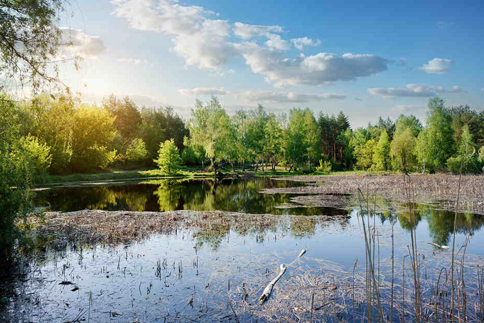 In einem Teich ertrank der Fünfjährige (Symbolbild).