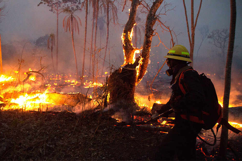 Ein Feuerwehrmann kämpft verzweifelt gegen die Flammen. Der brasilianische Regenwald produziert etwa sechs Prozent des weltweiten Sauerstoffs.