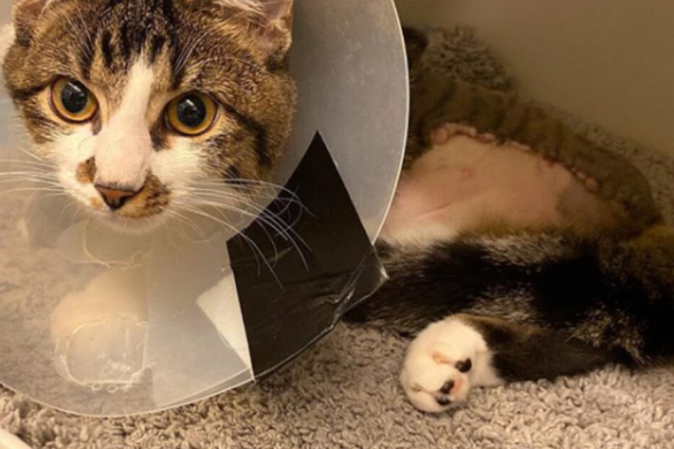 Wegen Teurer Bein Op Dieser Susse Kater Sollte Eingeschlafert