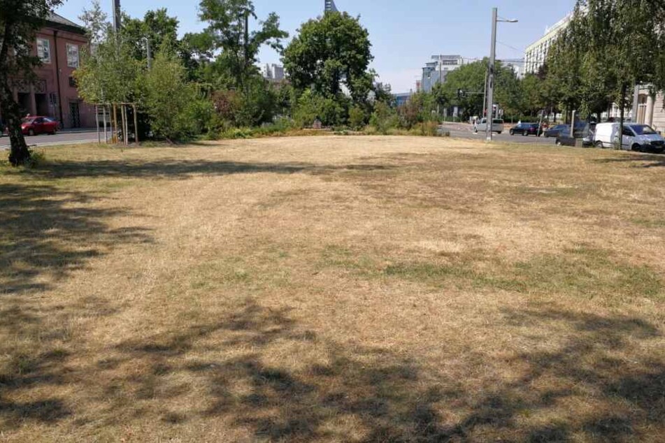 Ganze Rasenflächen in Leipzig (hier am Rabensteinplatz) sind komplett vertrocknet. Nun sollen 3000 Jungbäume mithilfe der Wasserwerke gerettet werden.