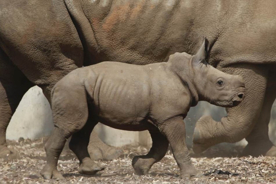 Ein kleines Nashorn in einem Zoo in Israel. In freier Wildbahn leben nur noch wenige der südlichen Breitmaulnashörner.