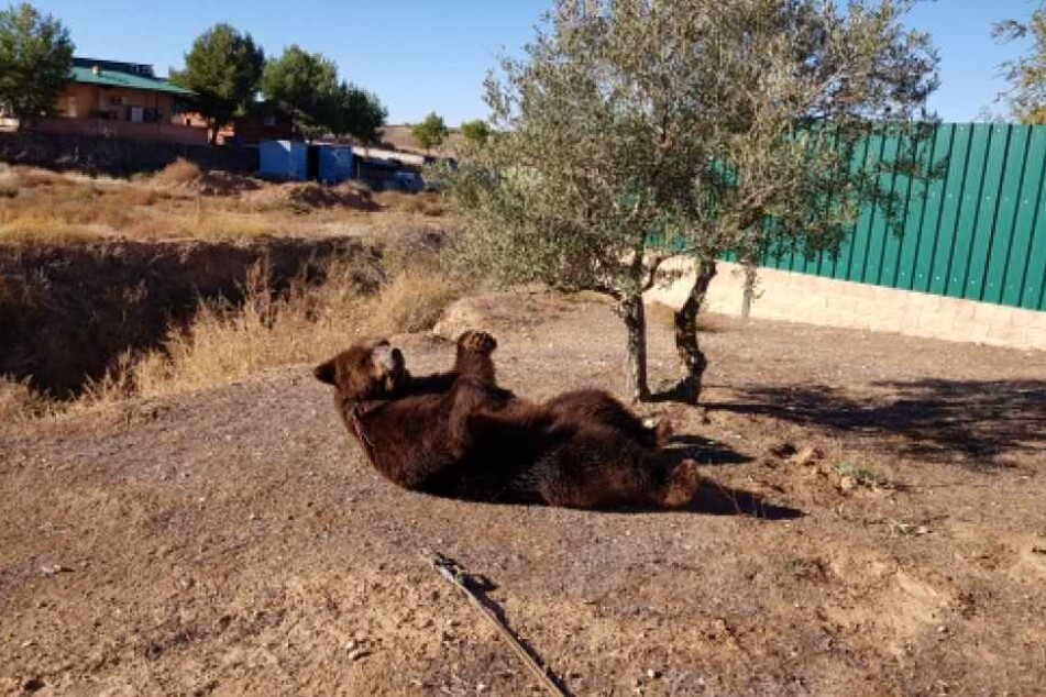 Diese kargen Umstände im Süden Spaniens bilden keinen geeigneten Lebensraum für einen Bären. So sieht es auch das Team des Bärenpark Worbis.