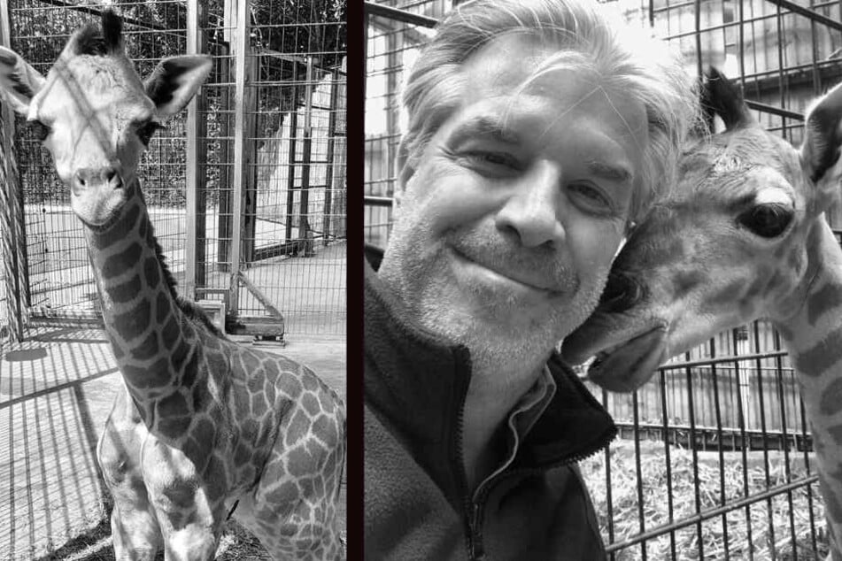 Der am 1. Juni geborene Giraffenbulle ist am Donnerstagmittag gestorben.