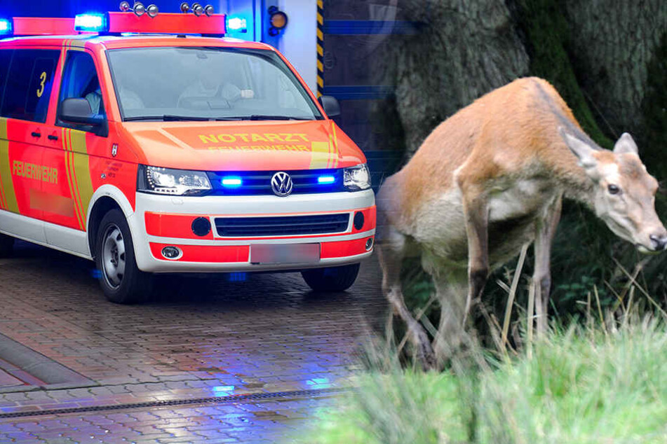 Die ausgewachsene Hirschukuh sprang von dem Straßenrand auf die Fahrbahn. (Symbolbild)
