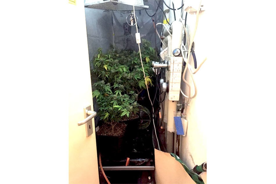 Sowohl im Schlafzimmer, als auch in der Abstellkammer hatte der 35-Jährige Cannabis anbaut.