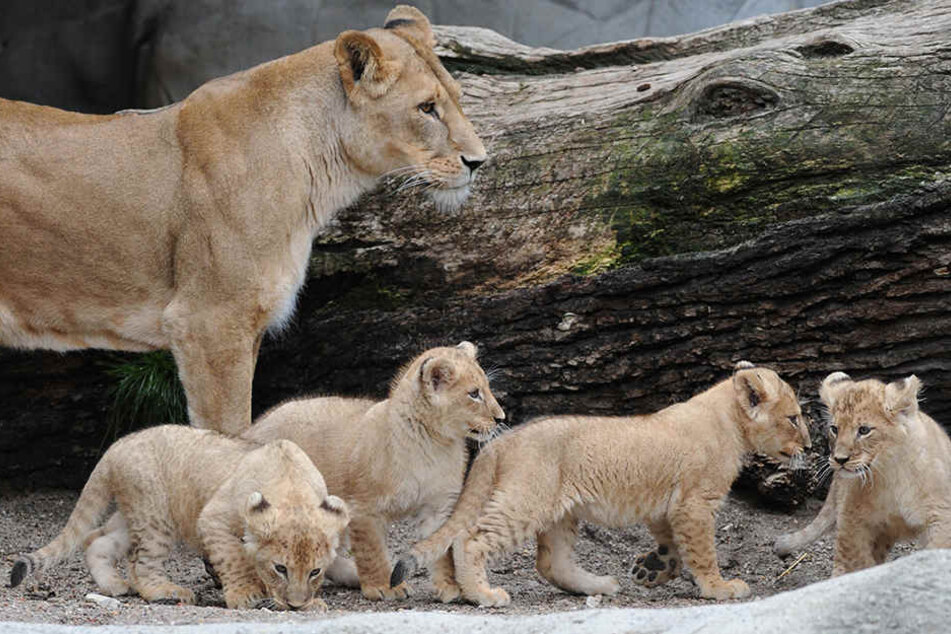 Das Vergiften von Wildtieren habe in Uganda in den letzten Jahren zugenommen. (Symbolbild)
