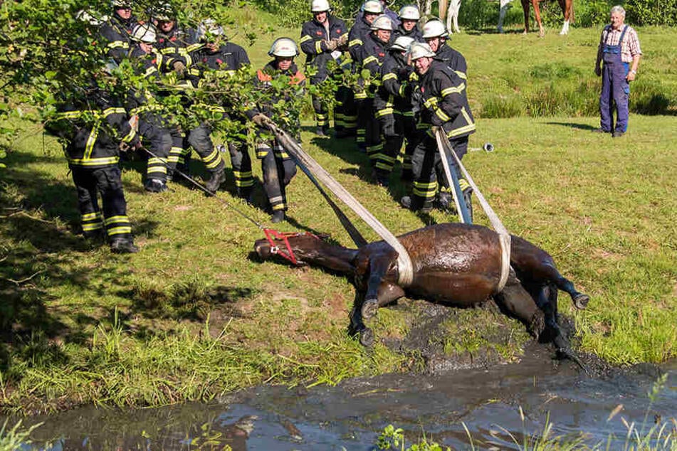 Feuerwehrleute bereiten die Rettung eines Pferdes aus einem Wassergraben vor.