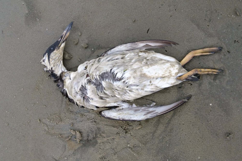 Eine Trottellumme liegt tot am Strand.