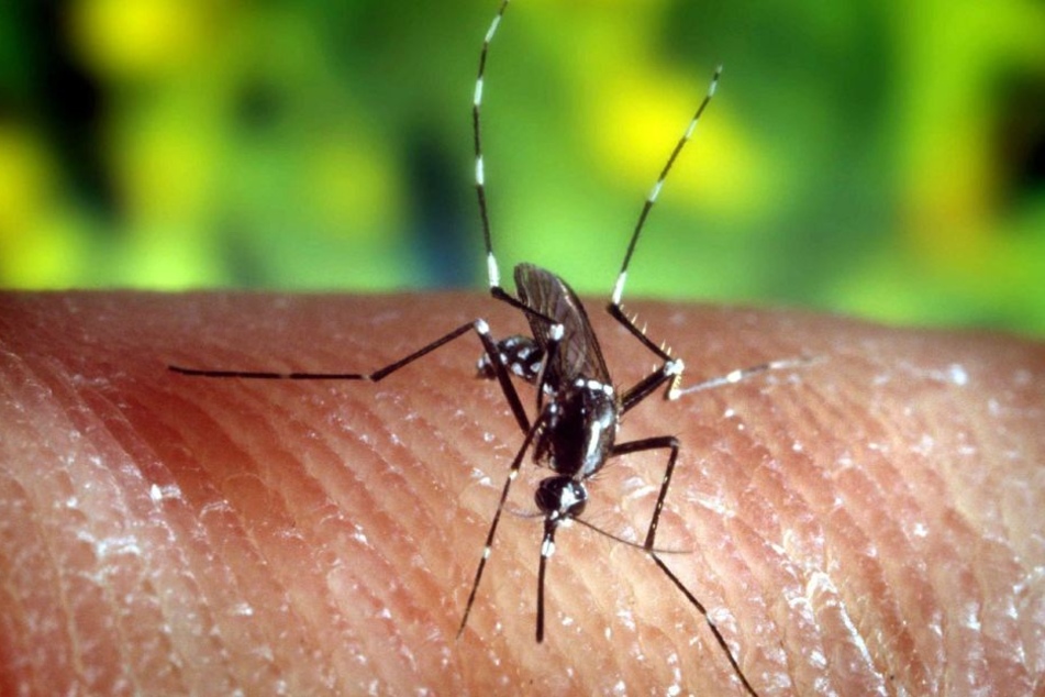 Die Tigermücke könnte gefährliche Krankheiten wie das Dengue-Fieber verbreiten.
