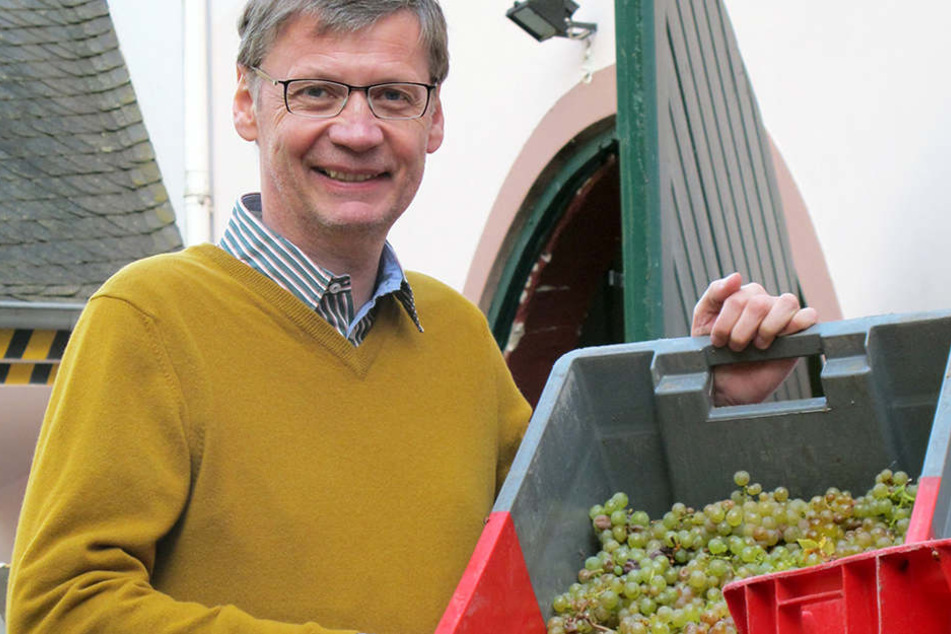 Jauch liebt seine Trauben: Aus ihnen werden einmal Rieslinge.