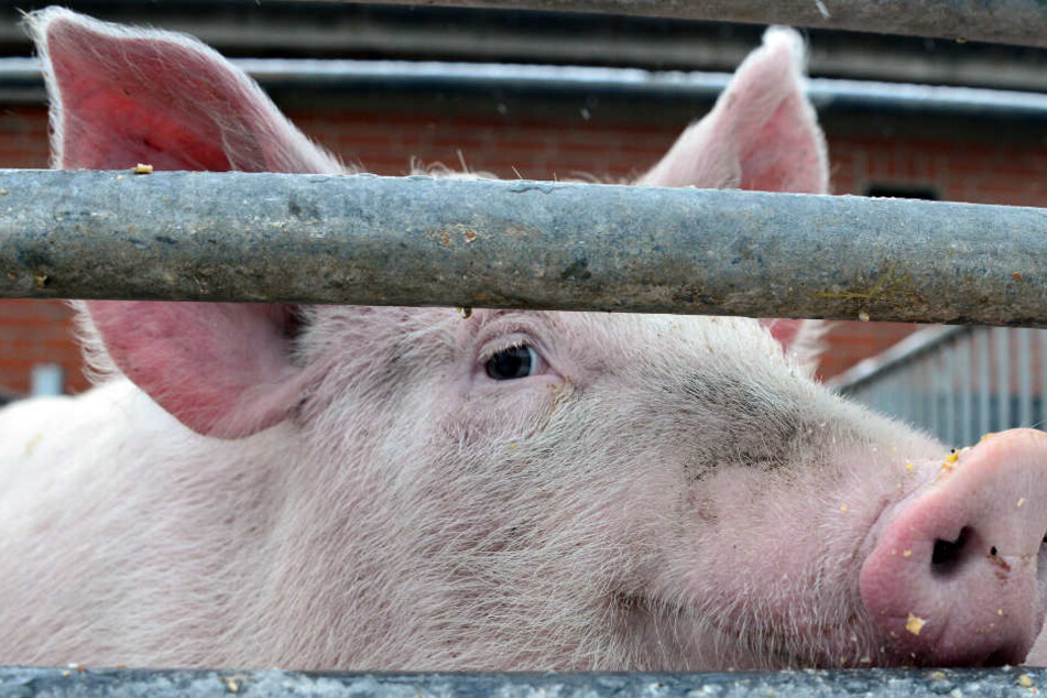 Kommt die Schweinepest bis nach Deutschland? In Belgien wurde 60 Kilometer vor der deutschen Grenze ein Fall festgestellt. (Symbolbild)