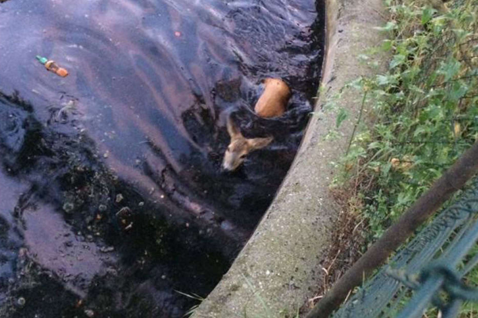 Das kleine Rehkitz fiel in ein Güllebecken, konnte sich nicht alleine befreien.