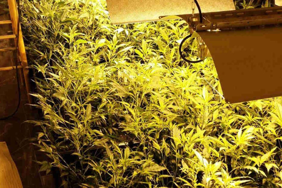 Die Polizei entdeckte in Labenz in Schleswig-Holstein eine Cannabis-Plantage mit 80 Pflanzen.