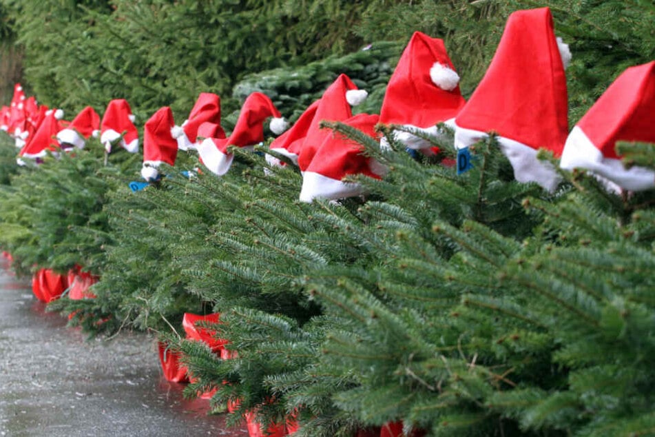 Aufgereiht mit Weihnachtsmützen stehen in Werder/Havel künftige Weihnachtsbäume.
