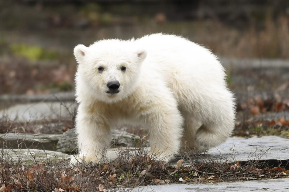 Der namenlose Eisbär sorgt für einen riesigen Besucheransturm.