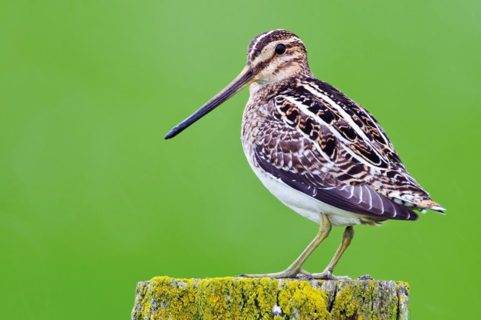 Die Bekassine ist eine der Vogelarten die zum Verbot geführt haben.