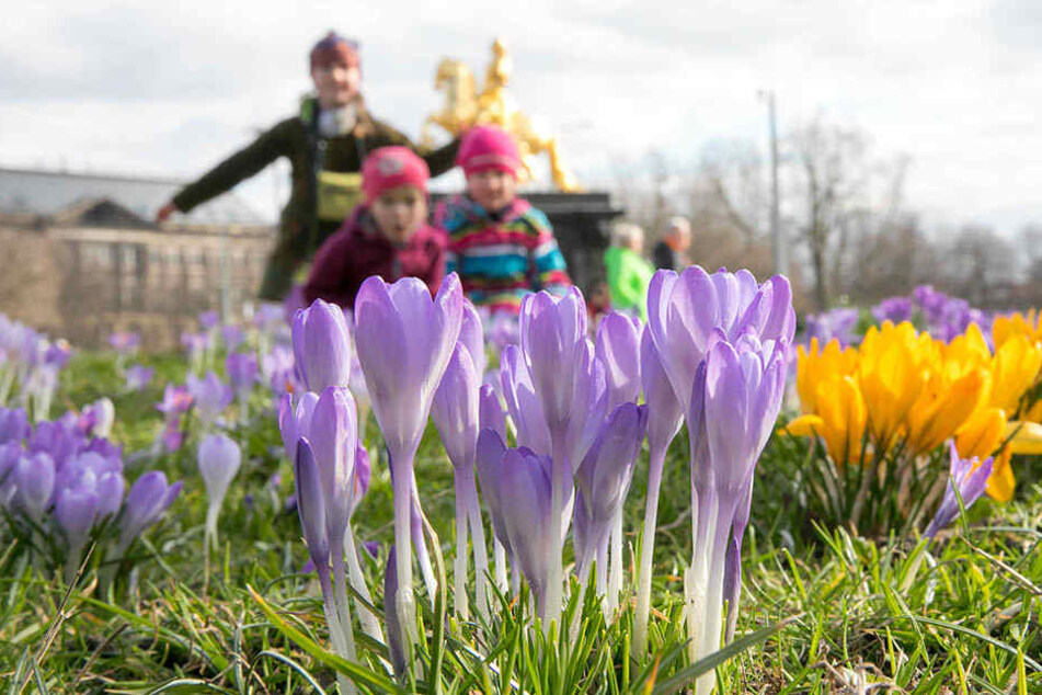 Der Frühling hält in Dresden Einzug - am Neustädter Markt blühen die Krokusse.