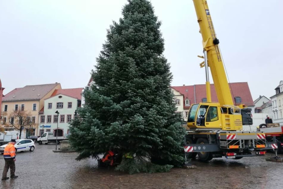 13 Meter Baum: Auch in Grimma steht nun die Tanne für den diesjährigen Weihnachtsmarkt.
