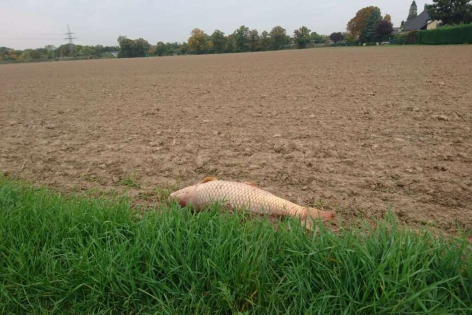 Der 80 Zentimeter große Fisch lag einfach so mitten im Acker.
