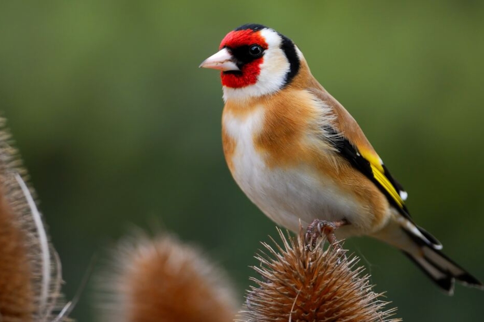 Ein Stieglitz fällt wegen seiner bunten Färbung besonders auf. Der Vogel steht unter Naturschutz.