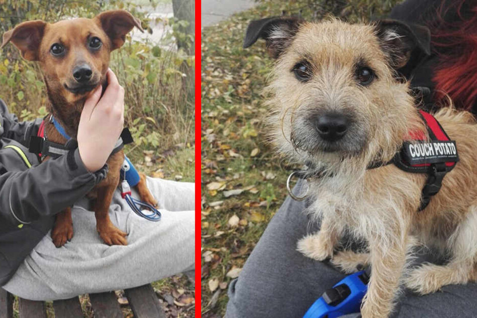Diese beiden süßen Hunde suchen ihre Besitzer.