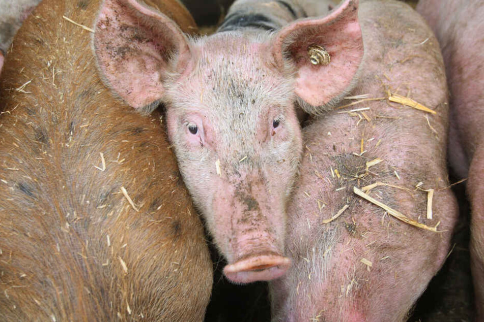 Die Schweinepest-Gefahr in Brandenburg ist weiter hoch.