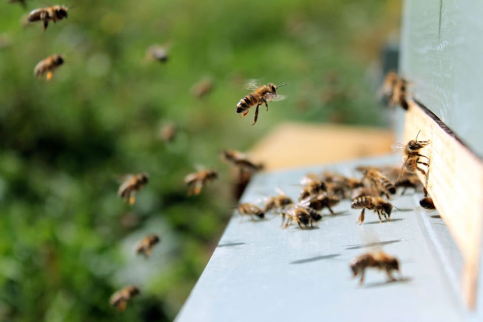Am Flughafen Köln/Bonn sind in diesem Jahr viele Bienen als "Umweltdetektive" im Einsatz.