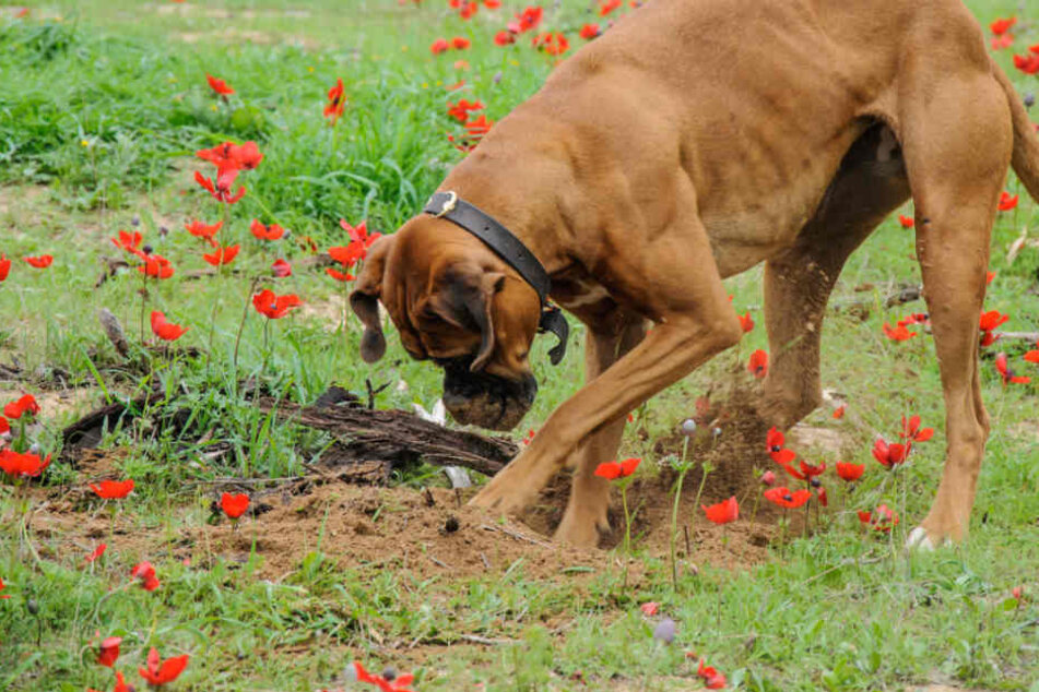 Bei einem Spaziergang buddelte der Hund den gefährlichen Fund aus. (Symbolbild)