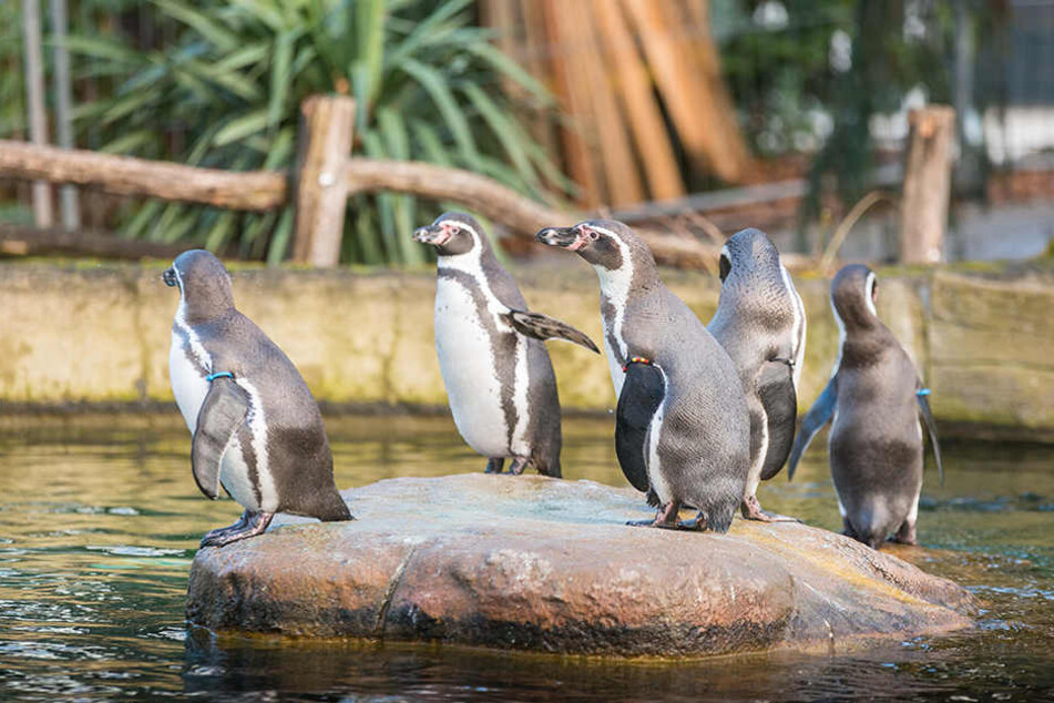 Sie sind für viele die Lieblinge im Zoo: Wegen der vielen Schnäbeleien hofft der Chef jetzt auf Pinguin-Nachwuchs.