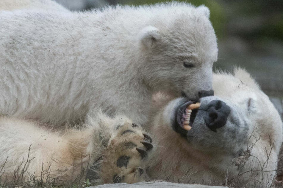 Das kleine Eisbären-Mädchen beim Spielen mit Mutter Tonja.