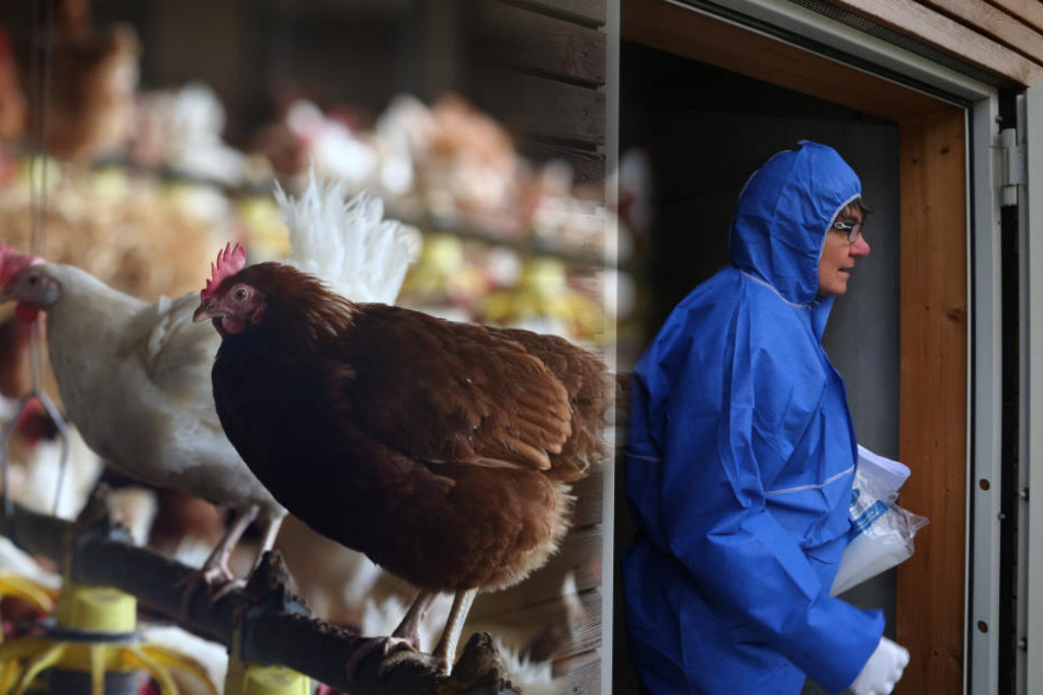 Baden-Württembergs Geflügelhalter fürchten einen neuen Vogelgrippeausbruch im Winter. (Archivbild)