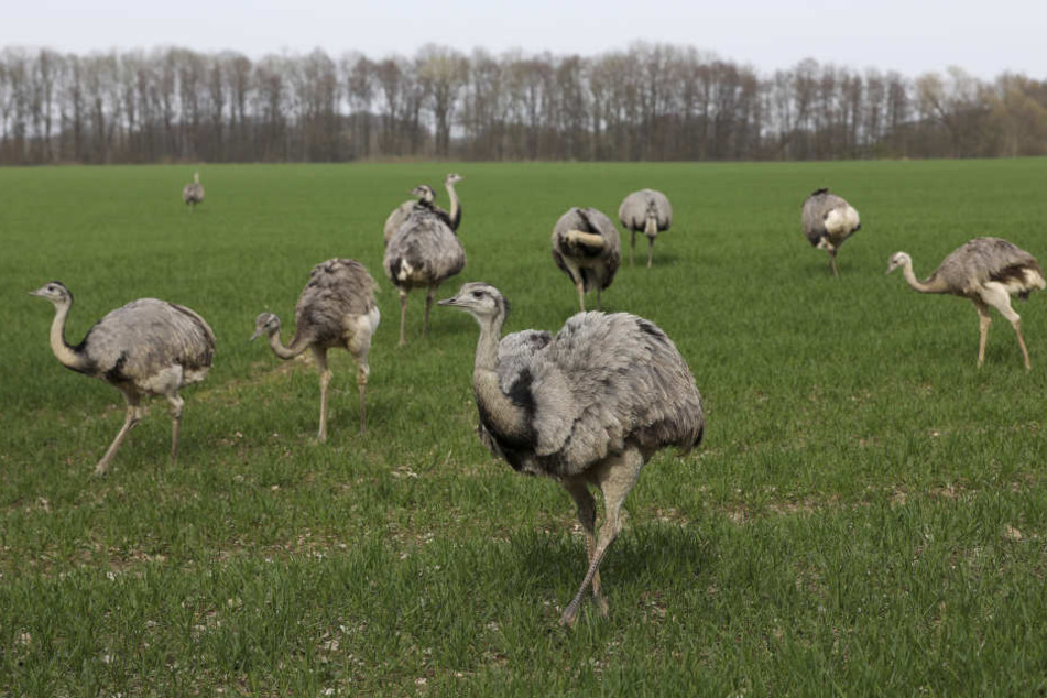 Europas einzige wilde Nandu-Population lebt in Mecklenburg.