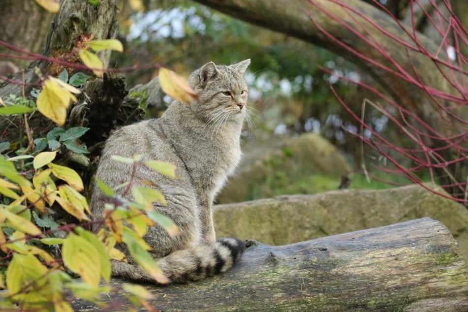Der Wildkatzenkater kam Anfang November aus Frankreich nach Oberrabenstein.