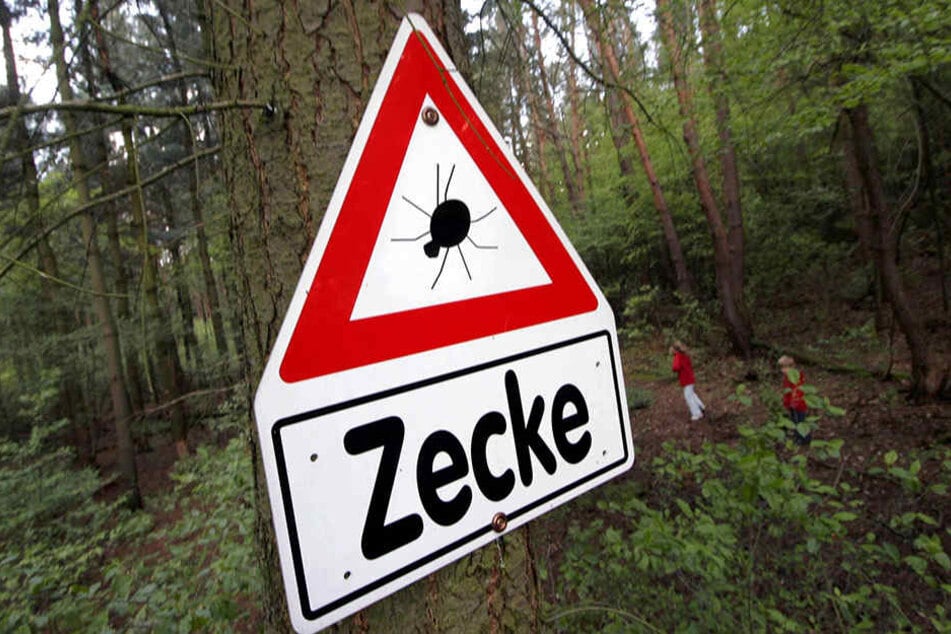 Mit den steigenden Temperaturen werden auch die Zecken wieder aktiv. In Sachsen-Anhalt ist die Zahl der Borreliose-Infektionen rasant gestiegen.