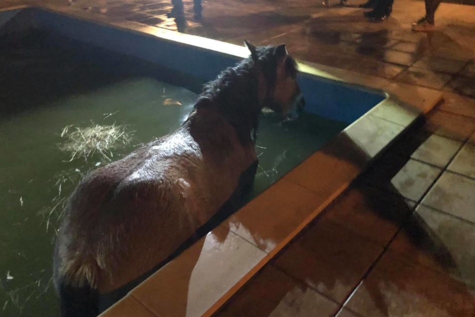 Das Pferd steckte in dem gefüllten Pool fest.
