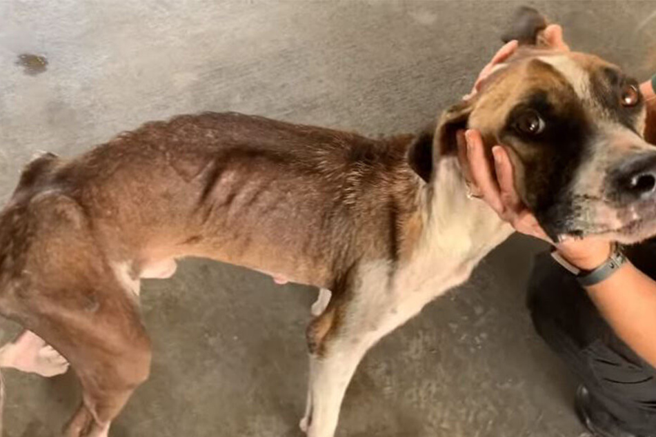 Auf einem Facebook-Video ist der verwahrloste Hund zu sehen. Deutlich zu erkennen: Wirbelsäule, Rippen und Hüftknochen stechen unter der Haut hervor.