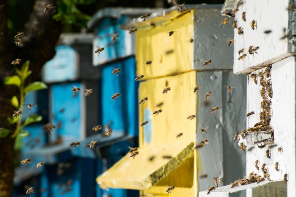 Acht Kisten mit Honigbienen nahmen die Diebe mit. (Symbolbild)