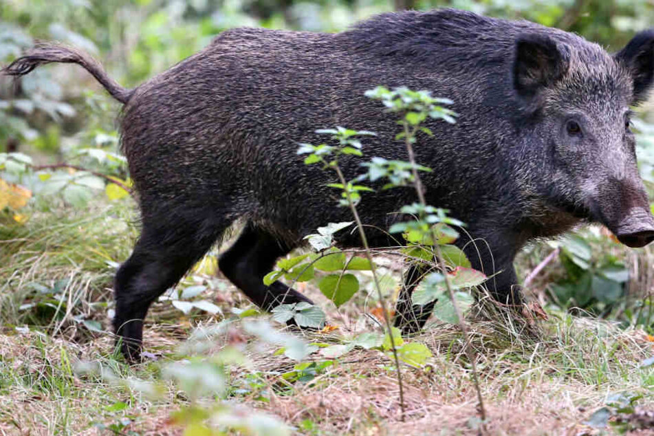 Im zurückliegenden Jagdjahr wurden mehr Wildschweine erlegt. (Symbolbild)