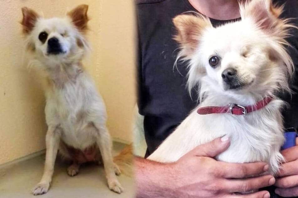 Die süße Chihuahua-Dame wurde einfach an der Autobahn ausgesetzt.