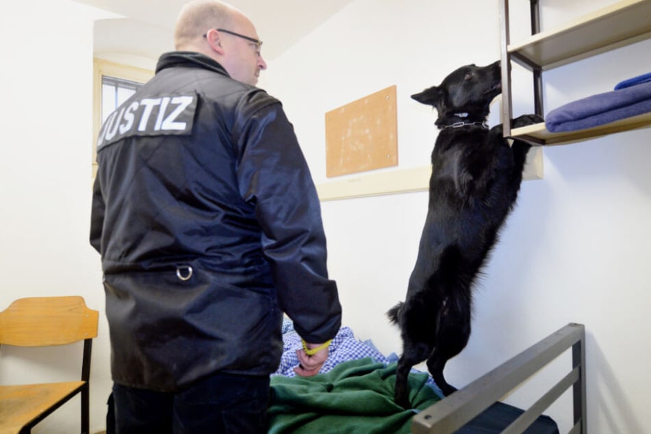 Ein Justizbeamter durchsucht mit einem Drogen-Spürhund eine Gefängniszelle.