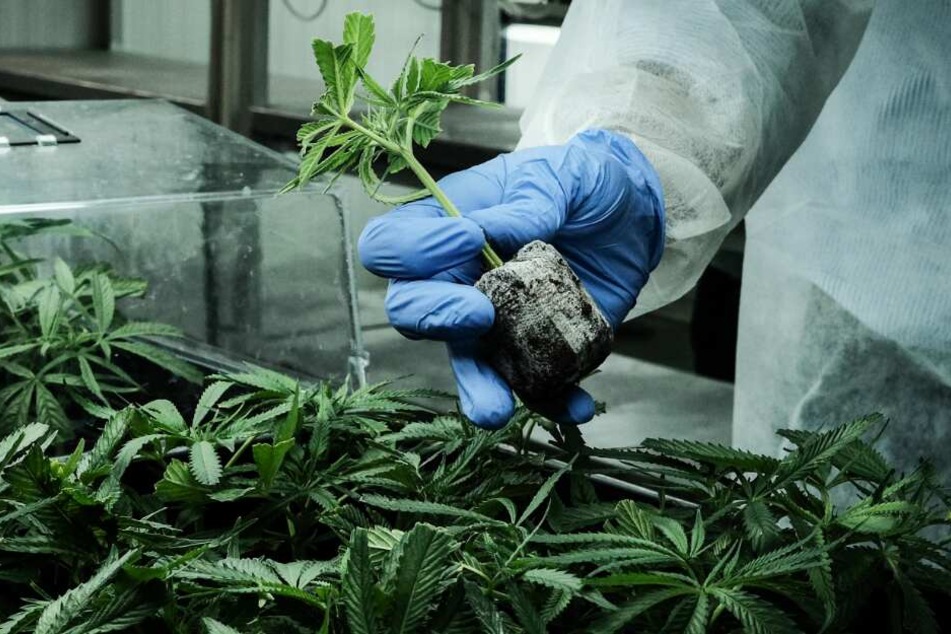 Mit Waffen soll der Mann die Kinder zur Arbeit auf der Plantage gezwungen haben. (Symbolbild)