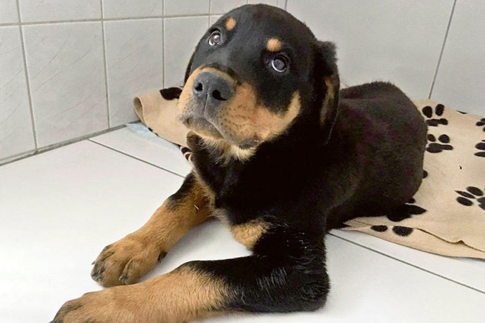 Der kleine Rottweiler-Welpe hat noch keinen Namen, dafür aber leider einen Oberschenkelhalsbruch.