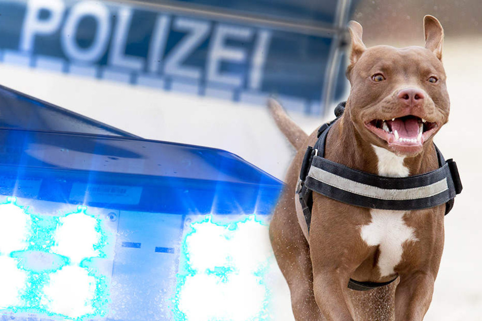 In Hagen wurde eine Frau von einem Kampfhund angefallen, vermutlich einem Pitbull. (Fotomontage/Symbolbild)