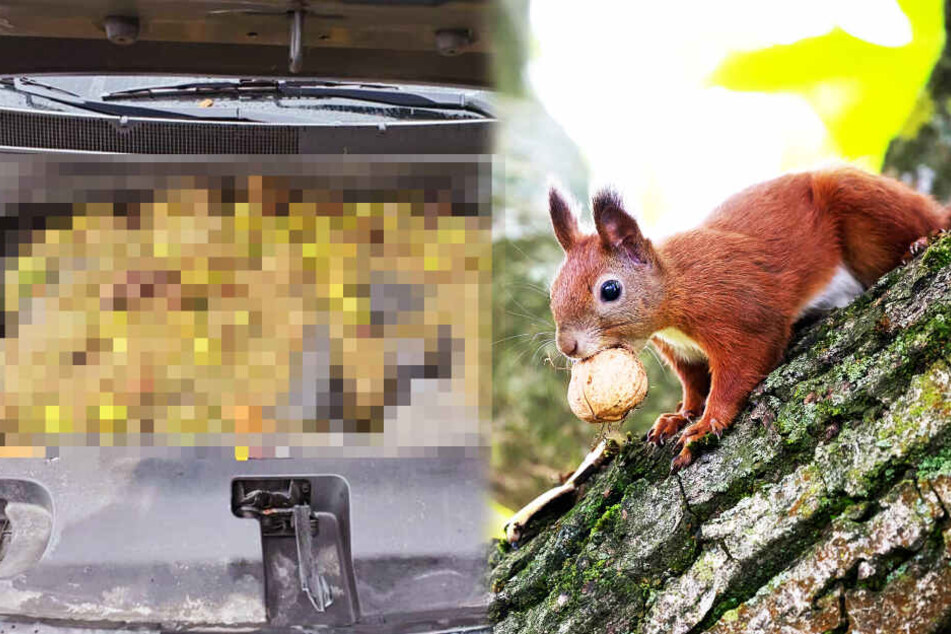 Eichhörnchen ruiniert Auto mit 200 Walnüssen